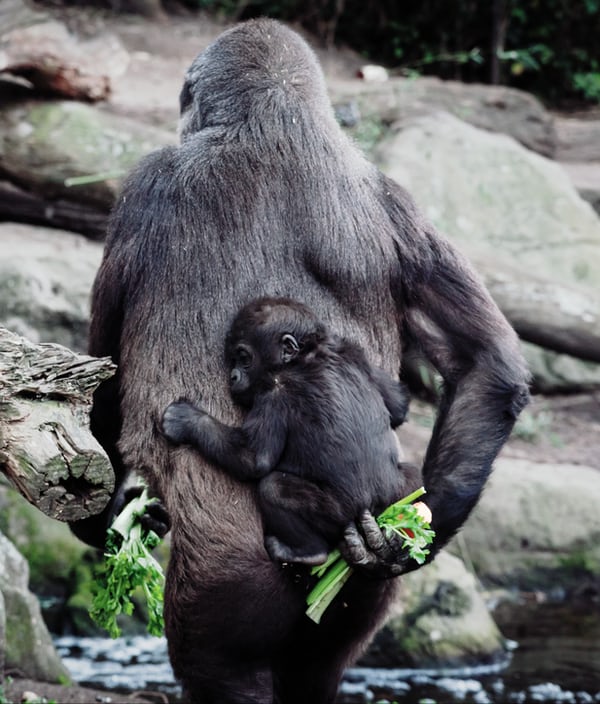 Primates are not left out in showing love for their children